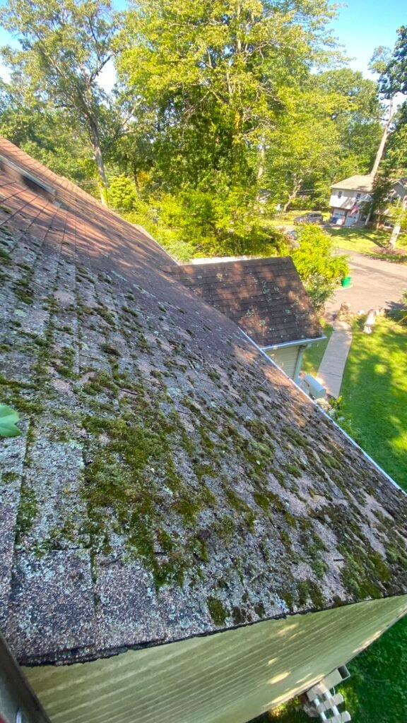 Roof covered with moss before professional roof cleaning